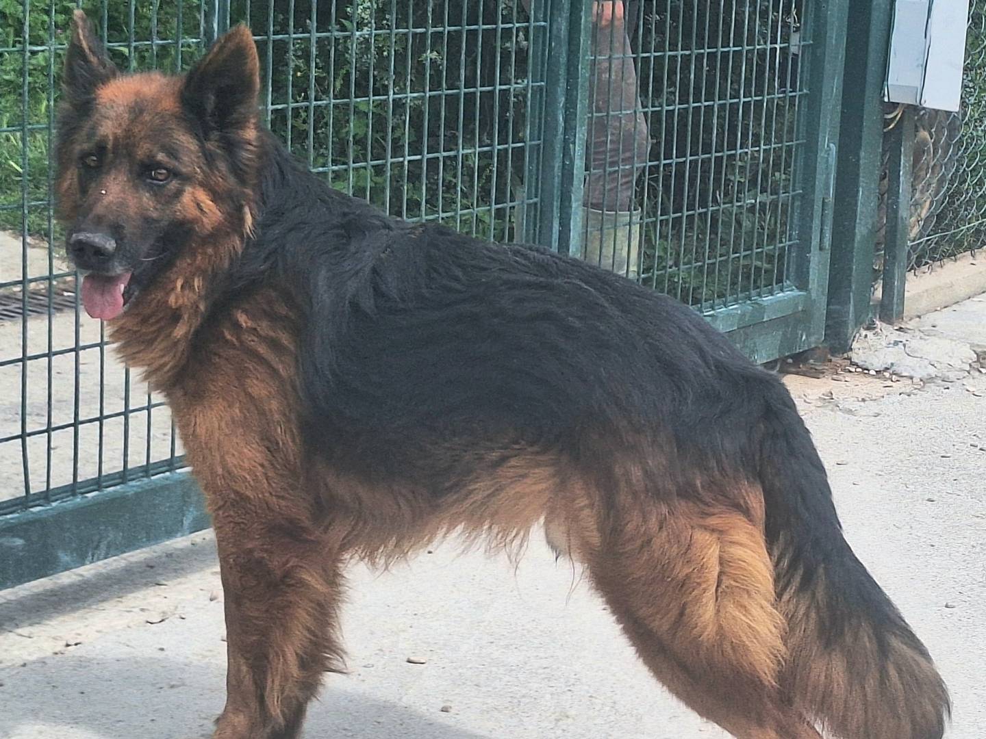 Foto dell'animale