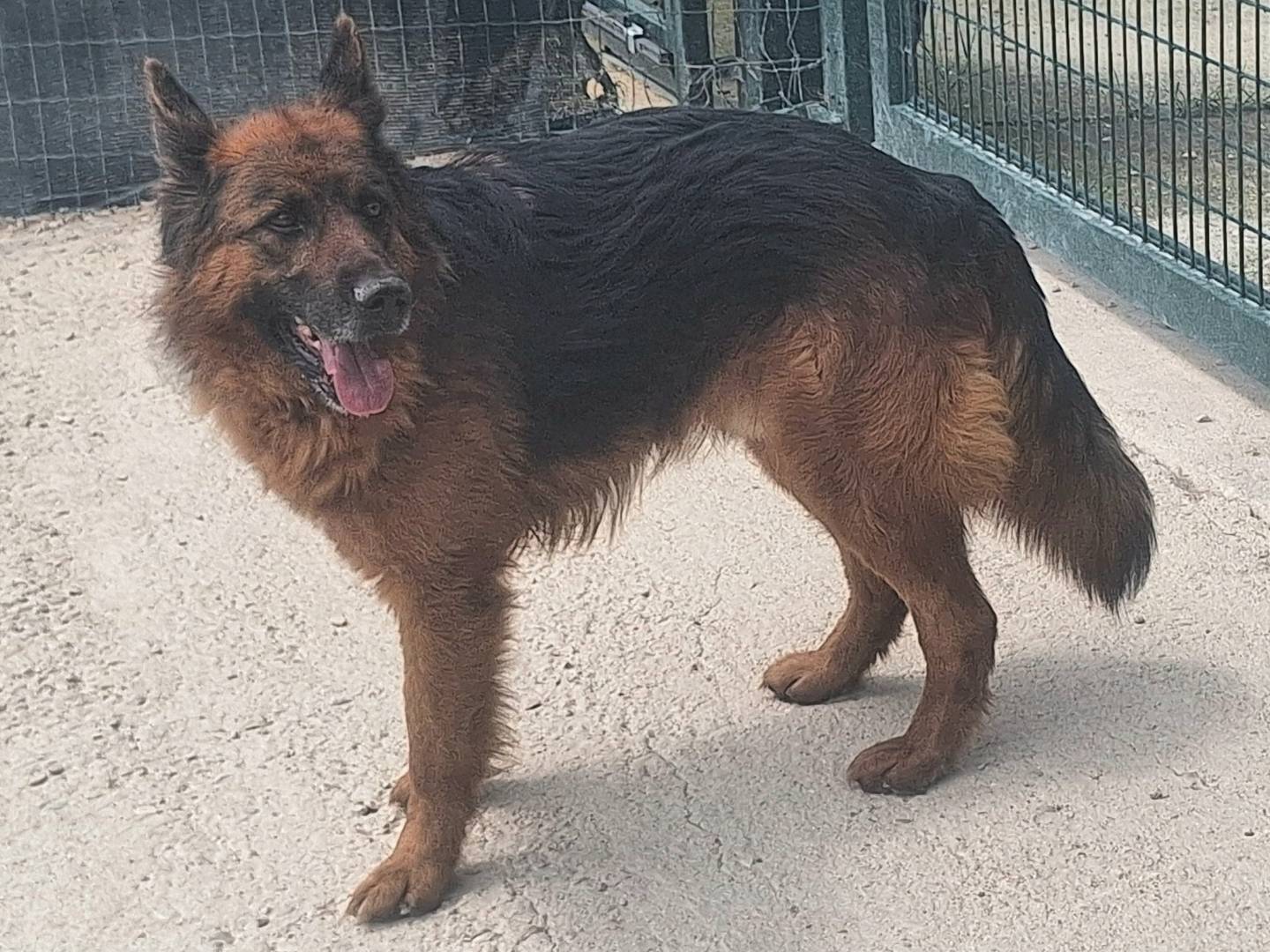 Adotta un cane, maschio, 5 anni , Teramo