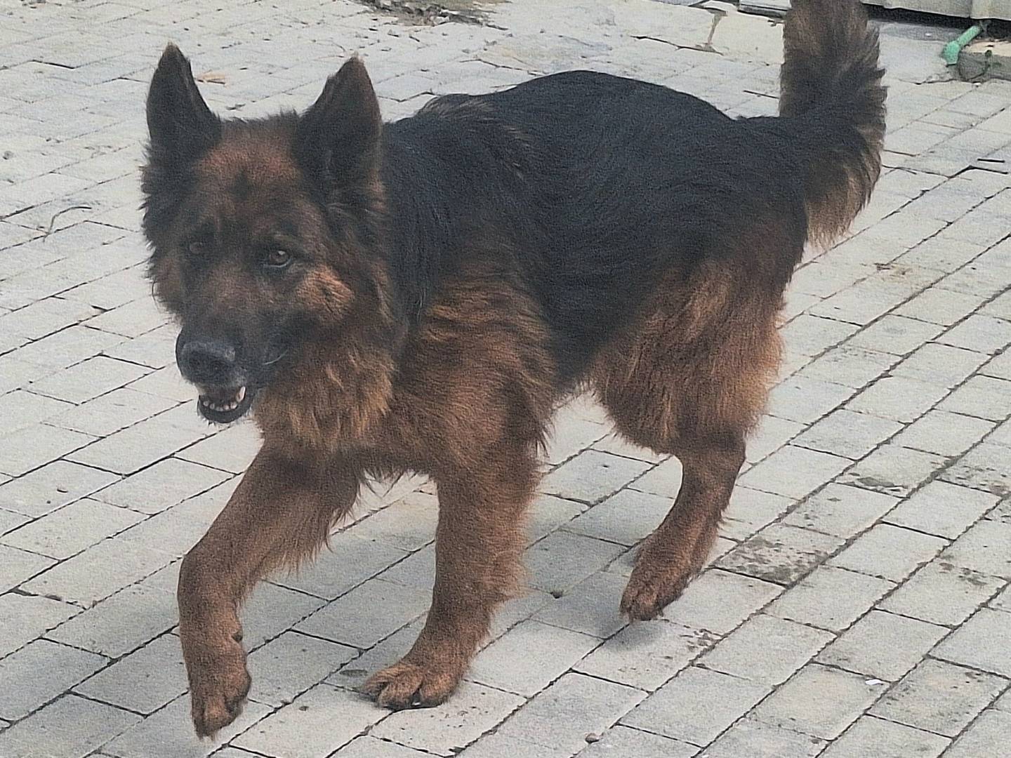 Adotta un cane, taglia grande, maschio, Teramo