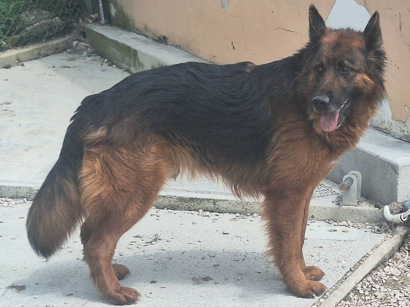 Vuoi adottare un cane a Teramo?