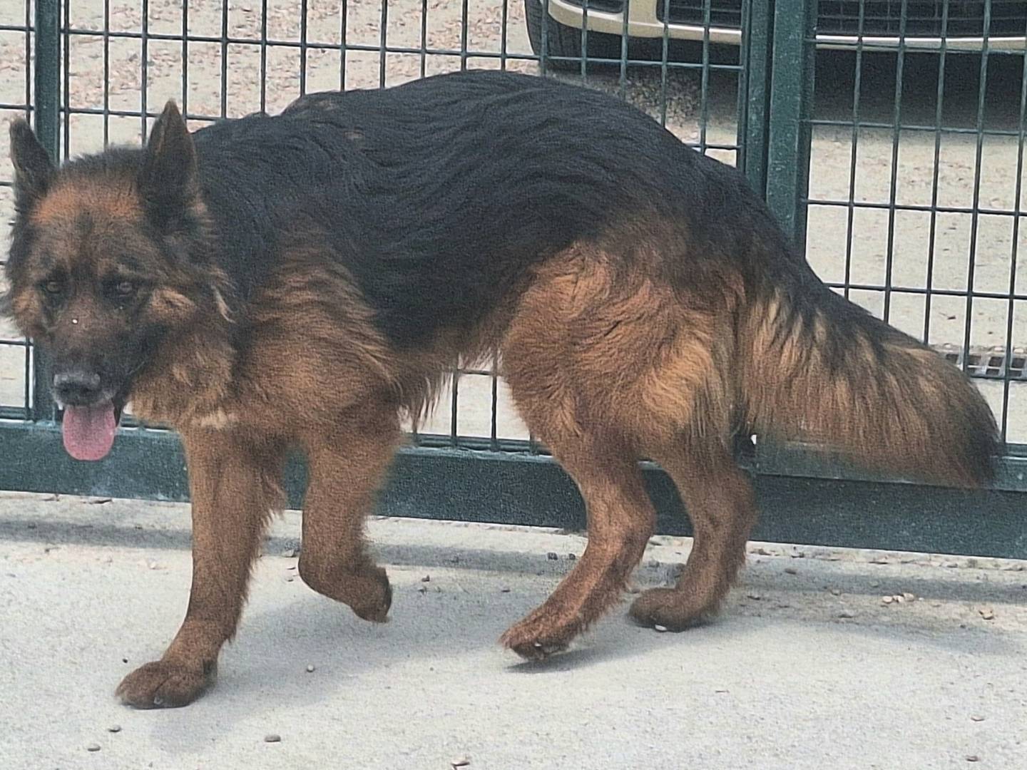 Adotta il cane Scheggia  a Teramo