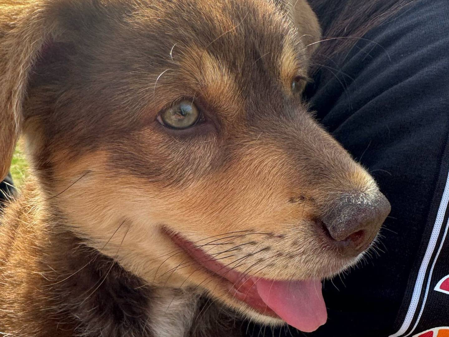 Adotta un cane, femmina, 4 mesi, Vibo