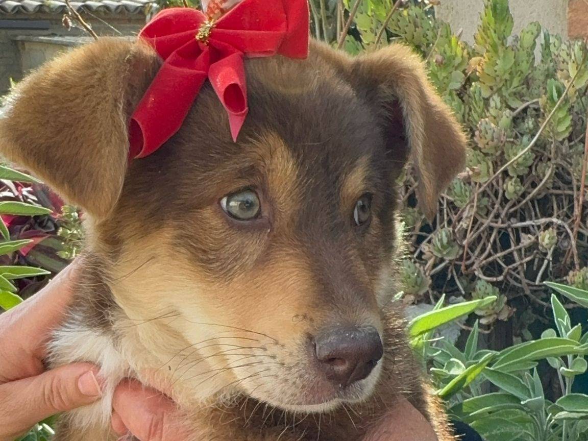 Adotta un cane, taglia media, femmina, Vibo