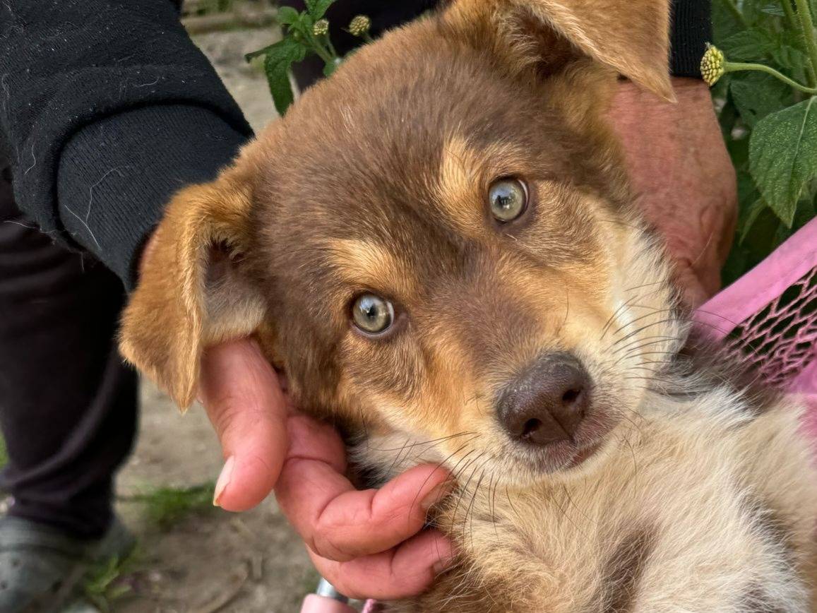 Vuoi adottare un cane a Vibo?