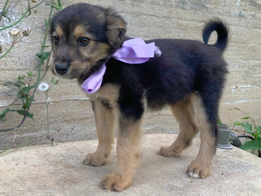 Adotta un cane, femmina, 2 mesi, Vibo