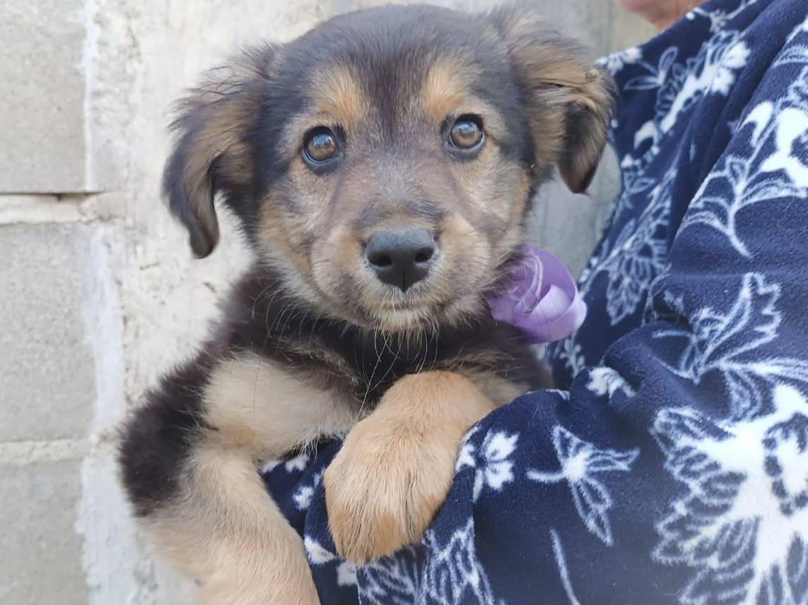Adotta un cane, taglia media, femmina, Vibo