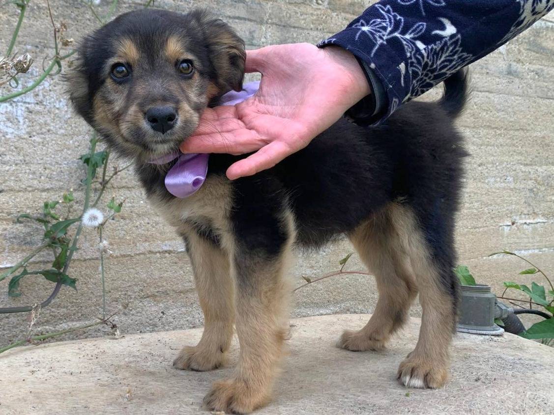 Vuoi adottare un cane a Vibo?