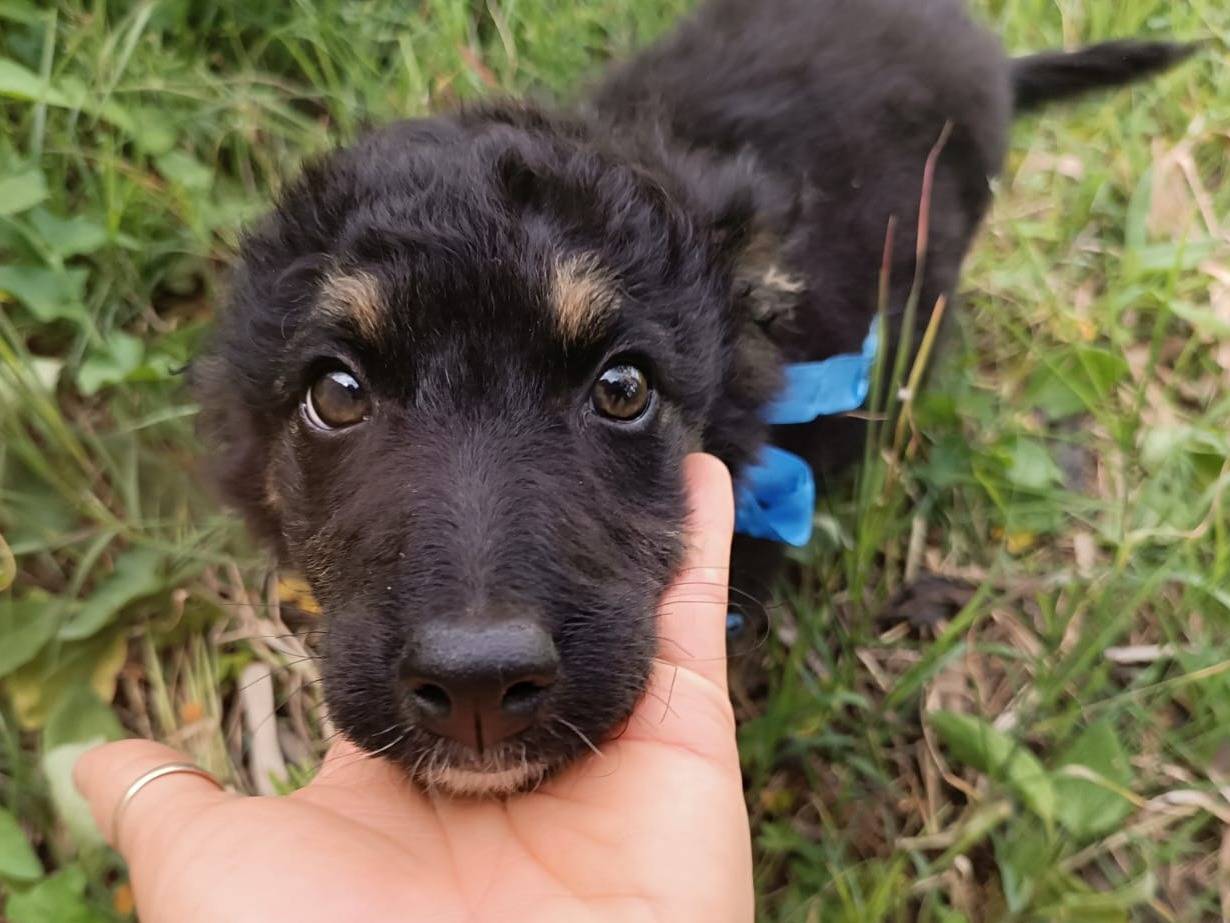 Adozione cane, maschio, Razza sconosciuta Razza sconosciuta, 2 mesi, taglia media, Vibo