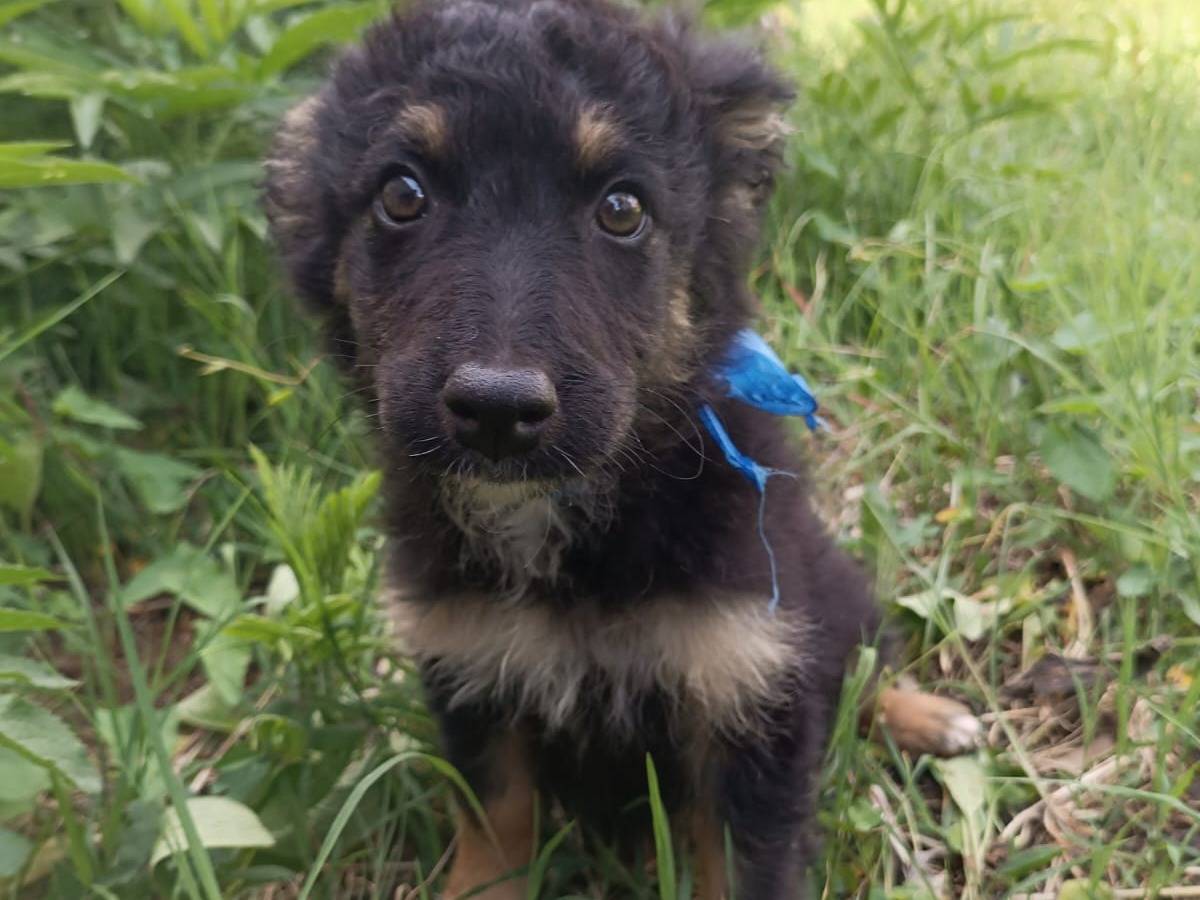 Adotta un cane, maschio, 2 mesi, Vibo