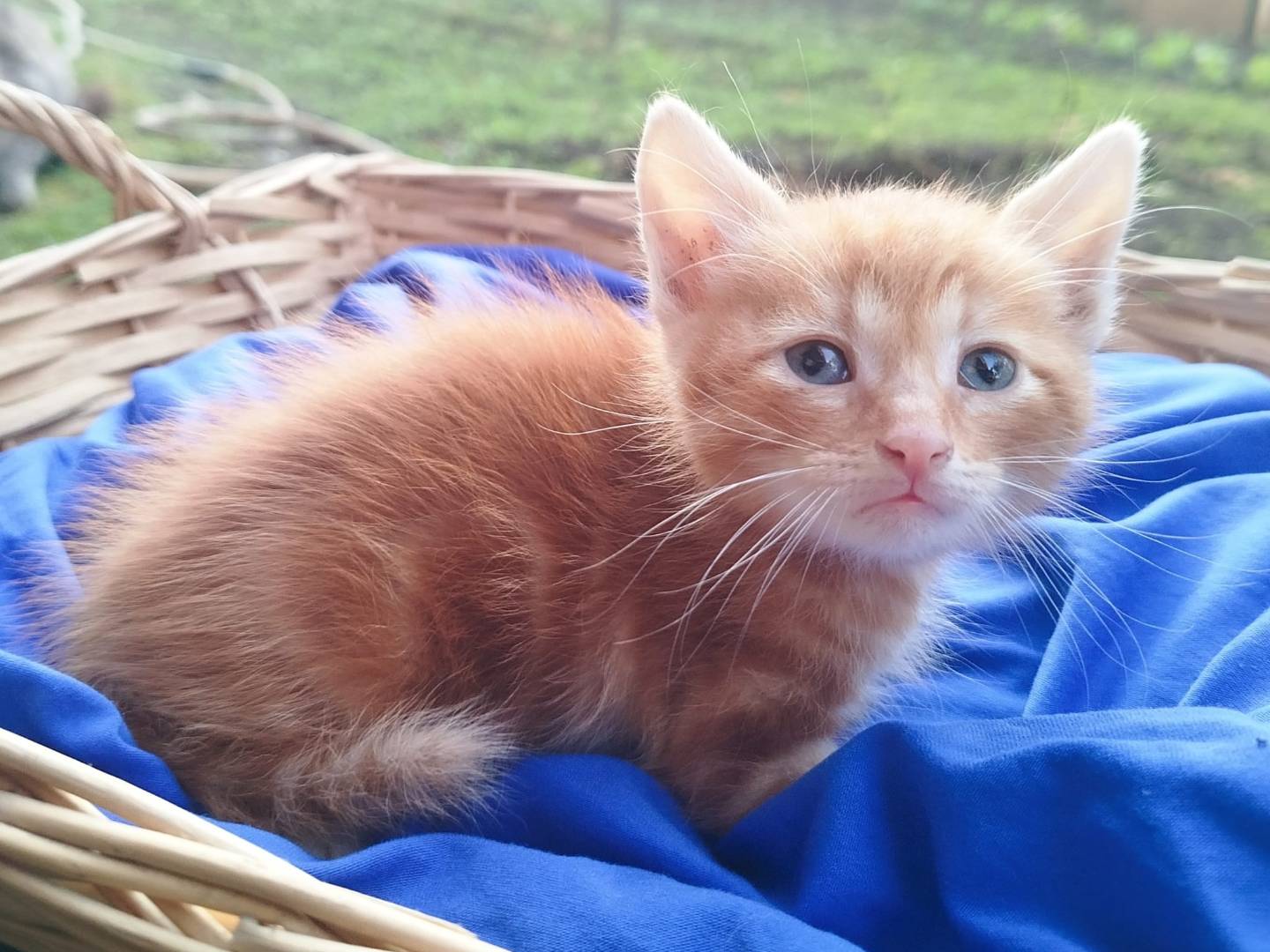 Adotta un gatto, femmina, 0 mesi, Salerno