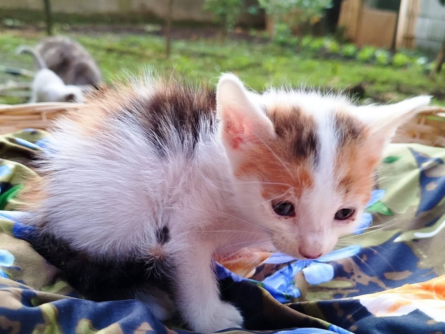 Adotta un gatto, taglia non valida, femmina, Salerno