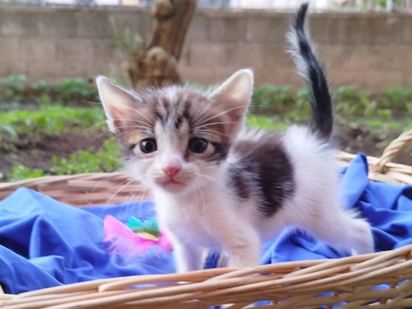 Vuoi adottare un gatto a Salerno?