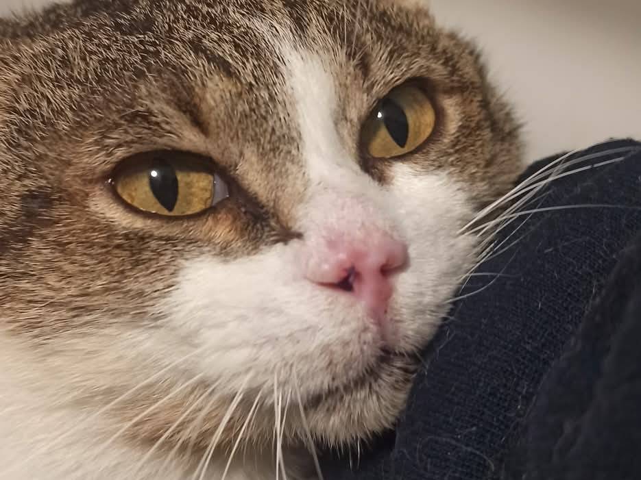 Foto dell'animale