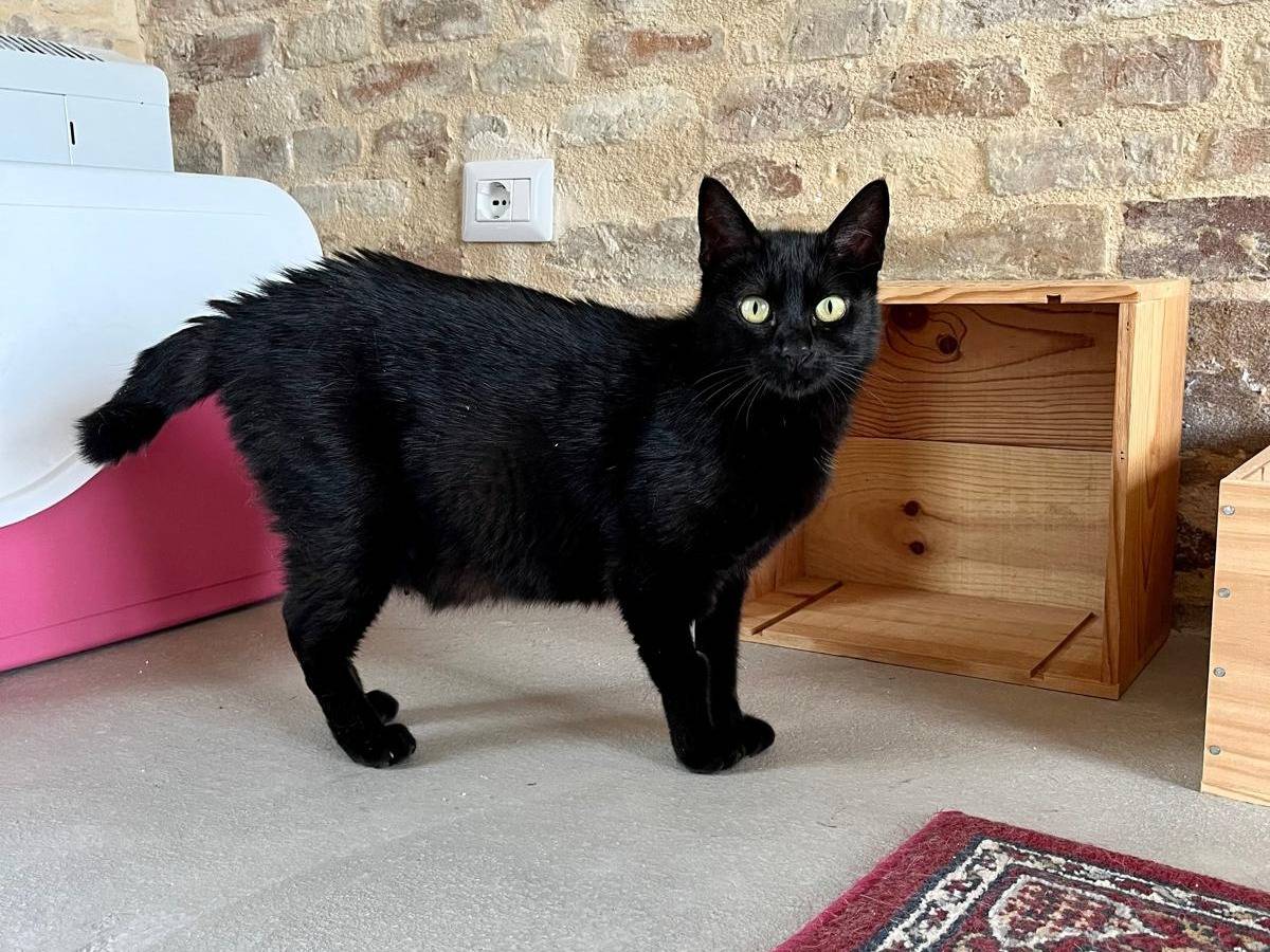 Adotta un gatto, femmina, 1 anno e 11 mesi , Ancona
