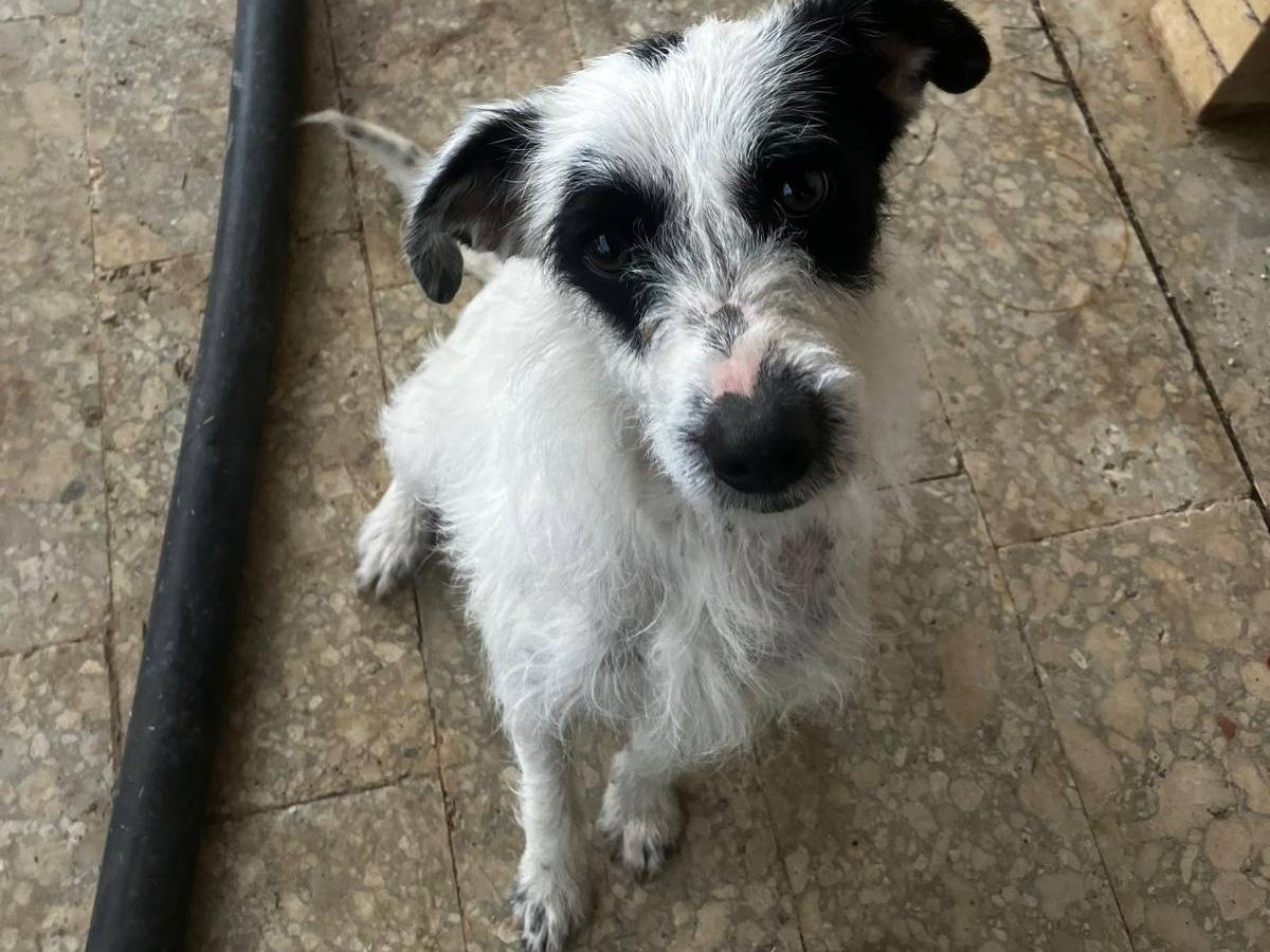 Adotta un cane, maschio, 11 mesi, Potenza