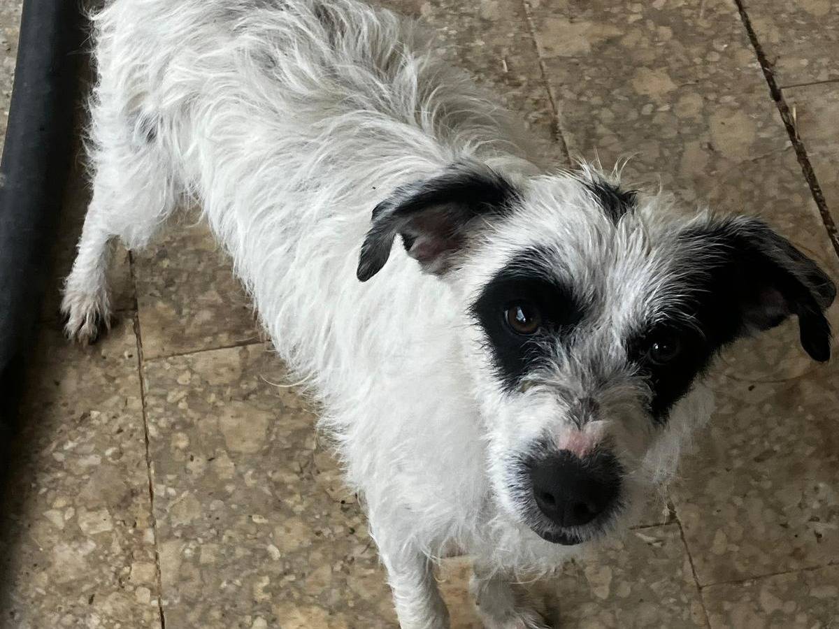 Adotta un cane, taglia media contenuta, maschio, Potenza
