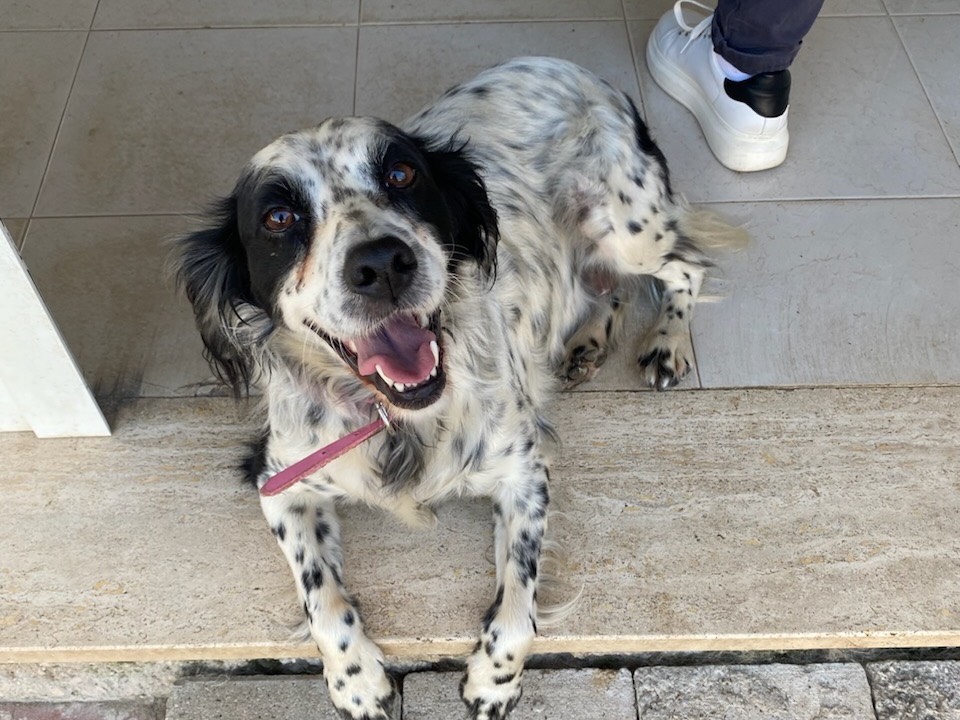 Adozione cane, femmina, Setter Inglese Razza sconosciuta, 5 anni  e 2 mesi , taglia media, Potenza