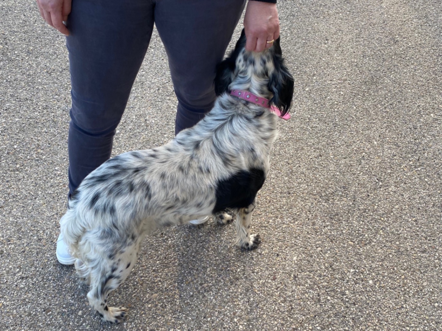 Adotta un cane, femmina, 5 anni  e 2 mesi , Potenza