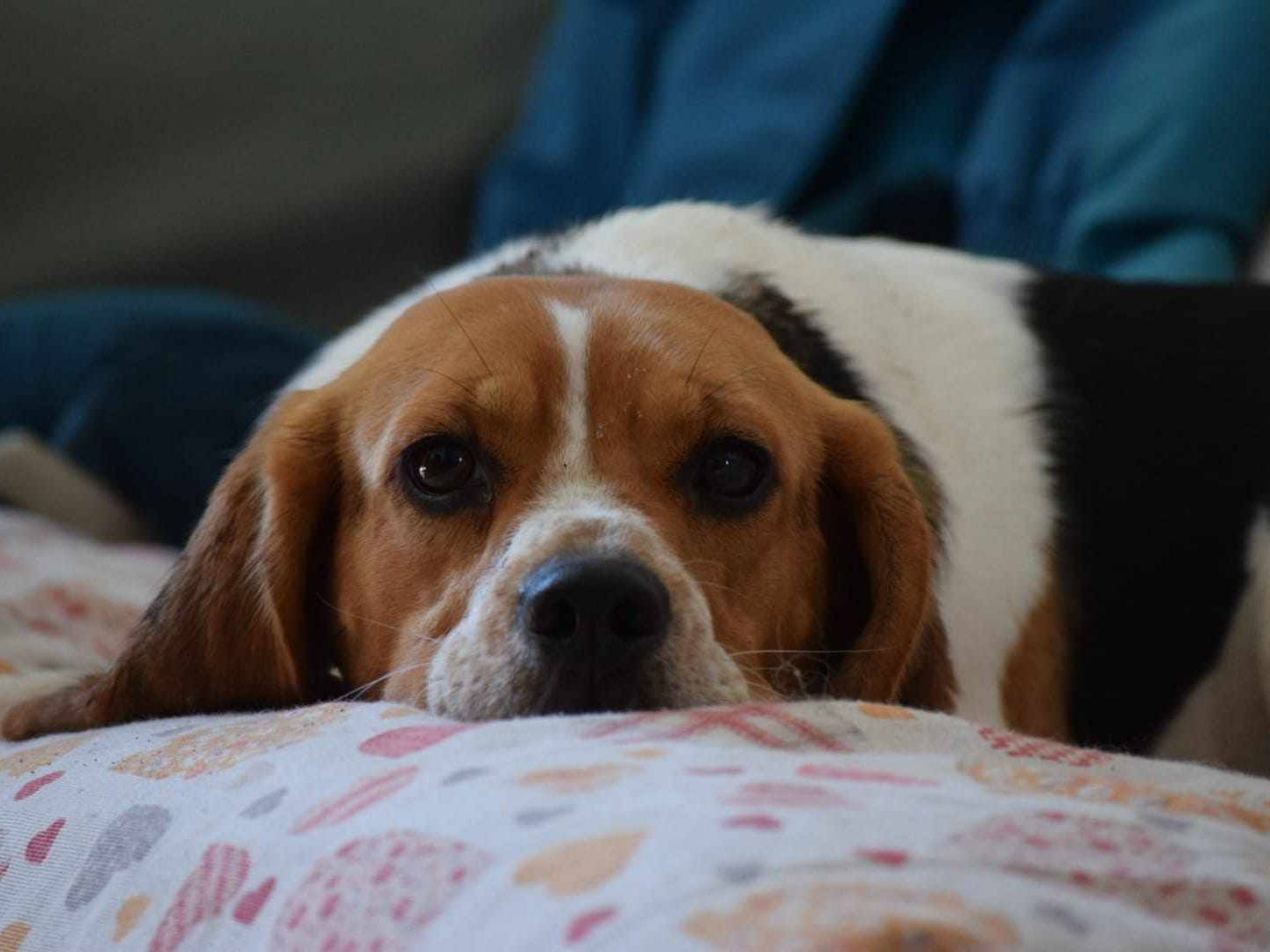 Adotta il cane LENTICCHIA a Firenze
