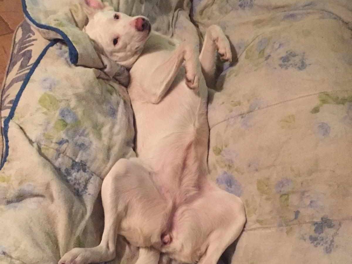 Vuoi adottare un cane a Firenze?
