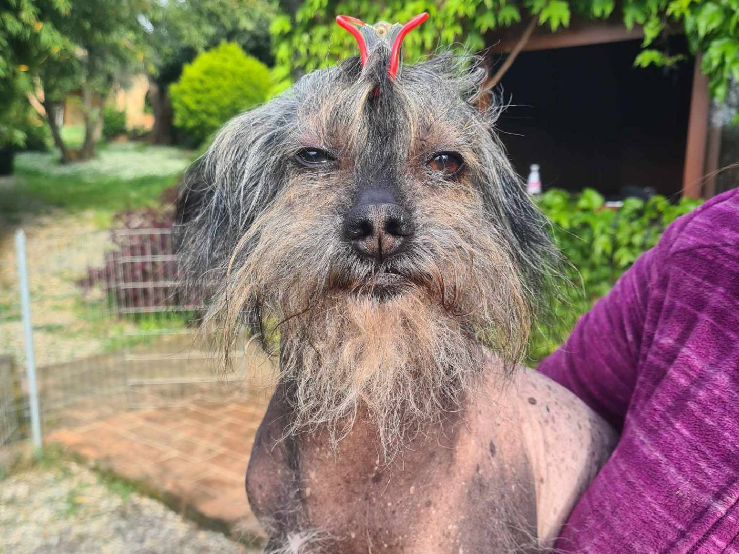 Adotta il cane KIWI a Firenze
