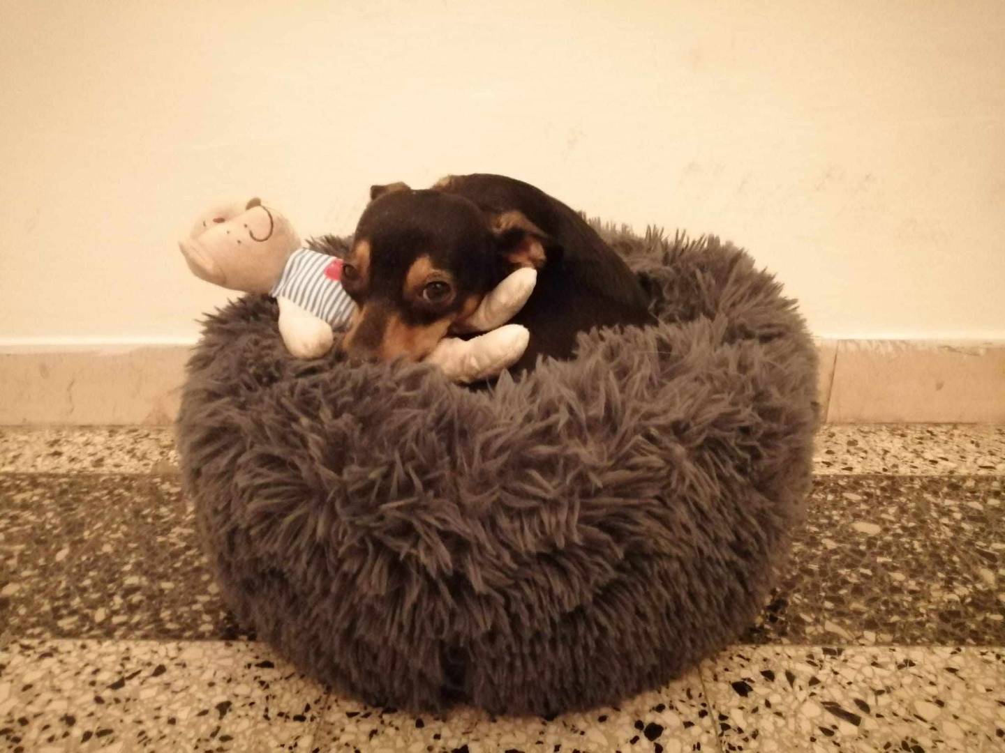 Adotta il cane STARLET a Firenze