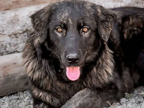 Foto dell'animale