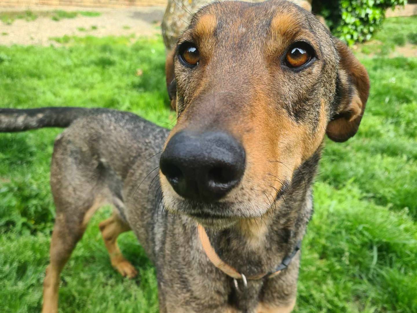 Adotta il cane ARTURO a Firenze