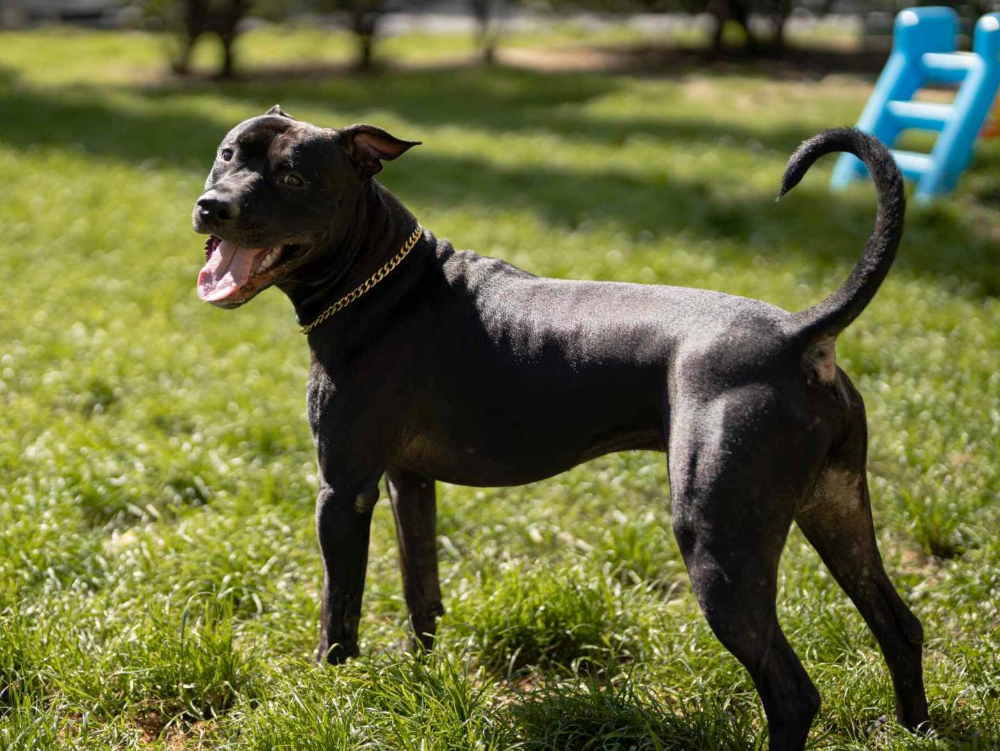 Adotta un cane, taglia media, maschio, Firenze
