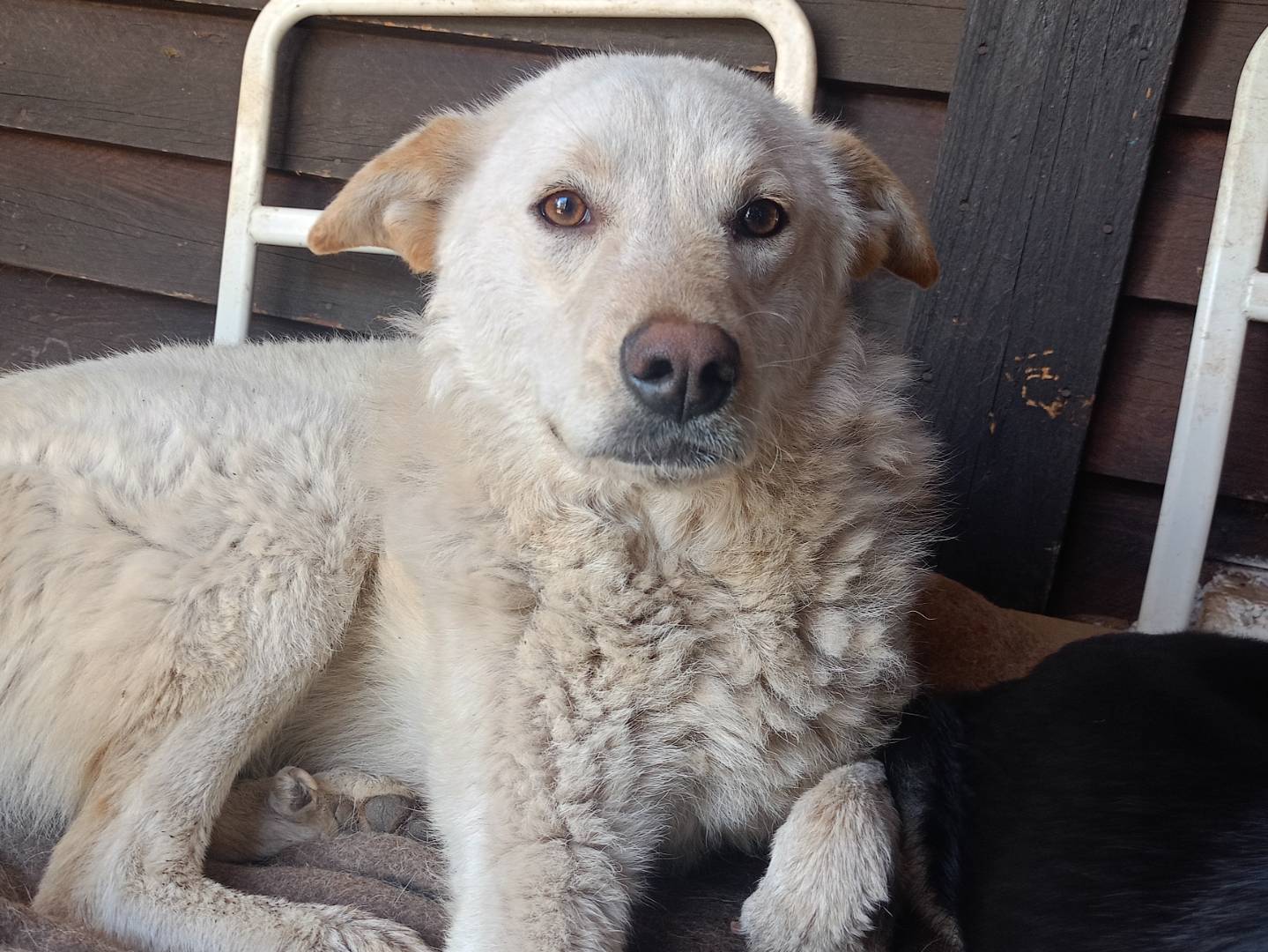 Adotta un cane, femmina, 1 anno e 3 mesi , Catanzaro