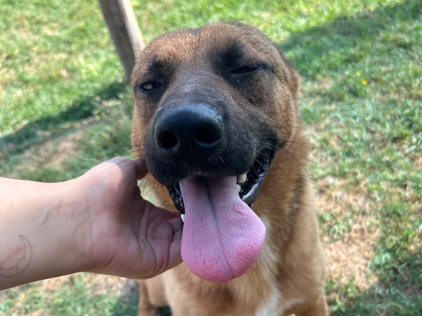 Adotta un cane, maschio, 2 anni  e 4 mesi , Latina
