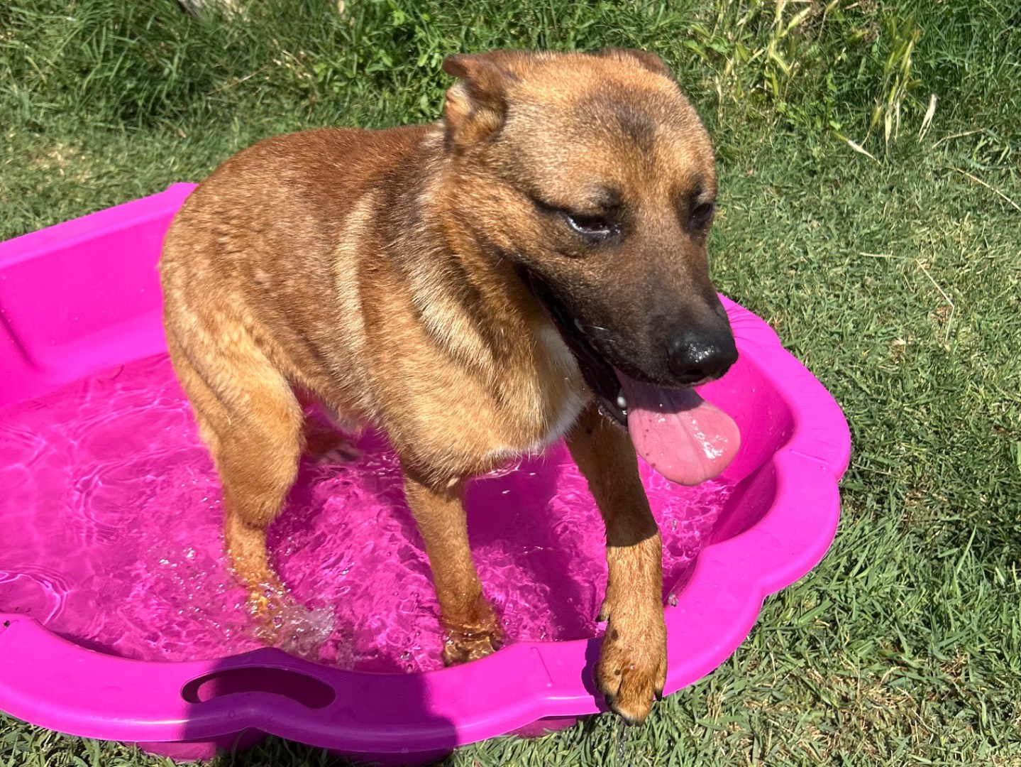 Adotta un cane, taglia media contenuta, maschio, Latina