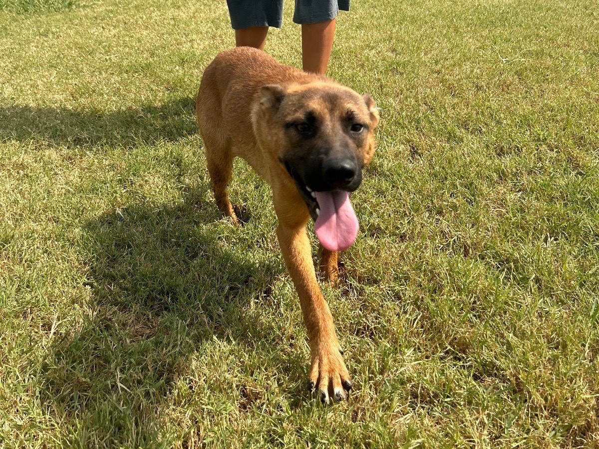 Vuoi adottare un cane a Latina?