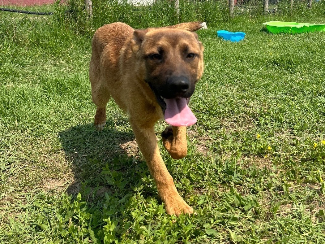 Adotta il cane Vago a Latina
