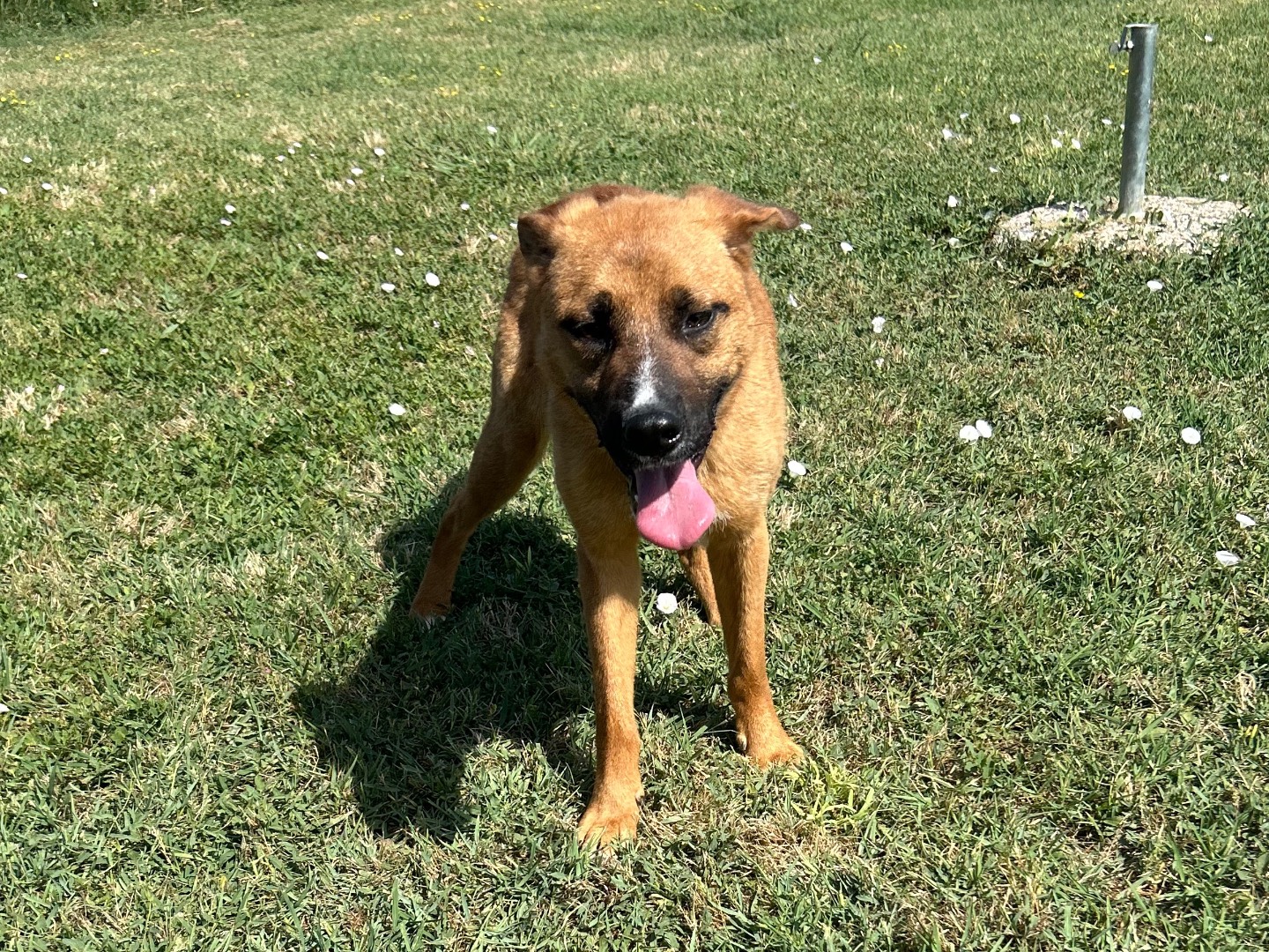 Adotta un cane, taglia media contenuta, maschio, Latina