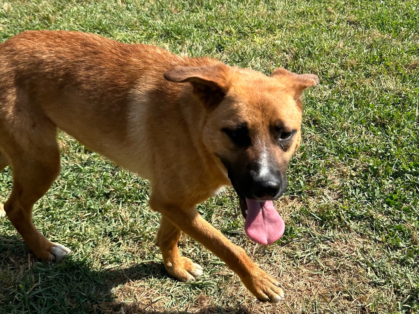 Adotta il cane Vulcano a Latina
