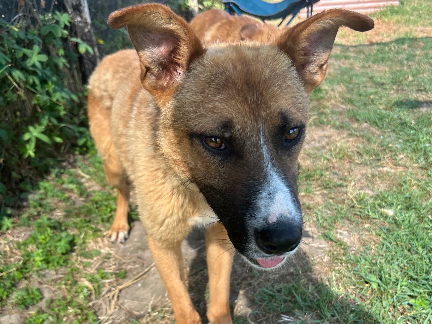Adotta un cane, maschio, 2 anni  e 3 mesi , Latina