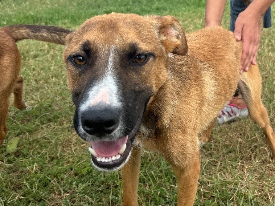 Vuoi adottare un cane a Latina?