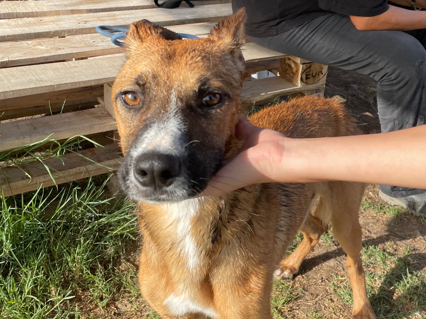 Adotta il cane Van a Latina
