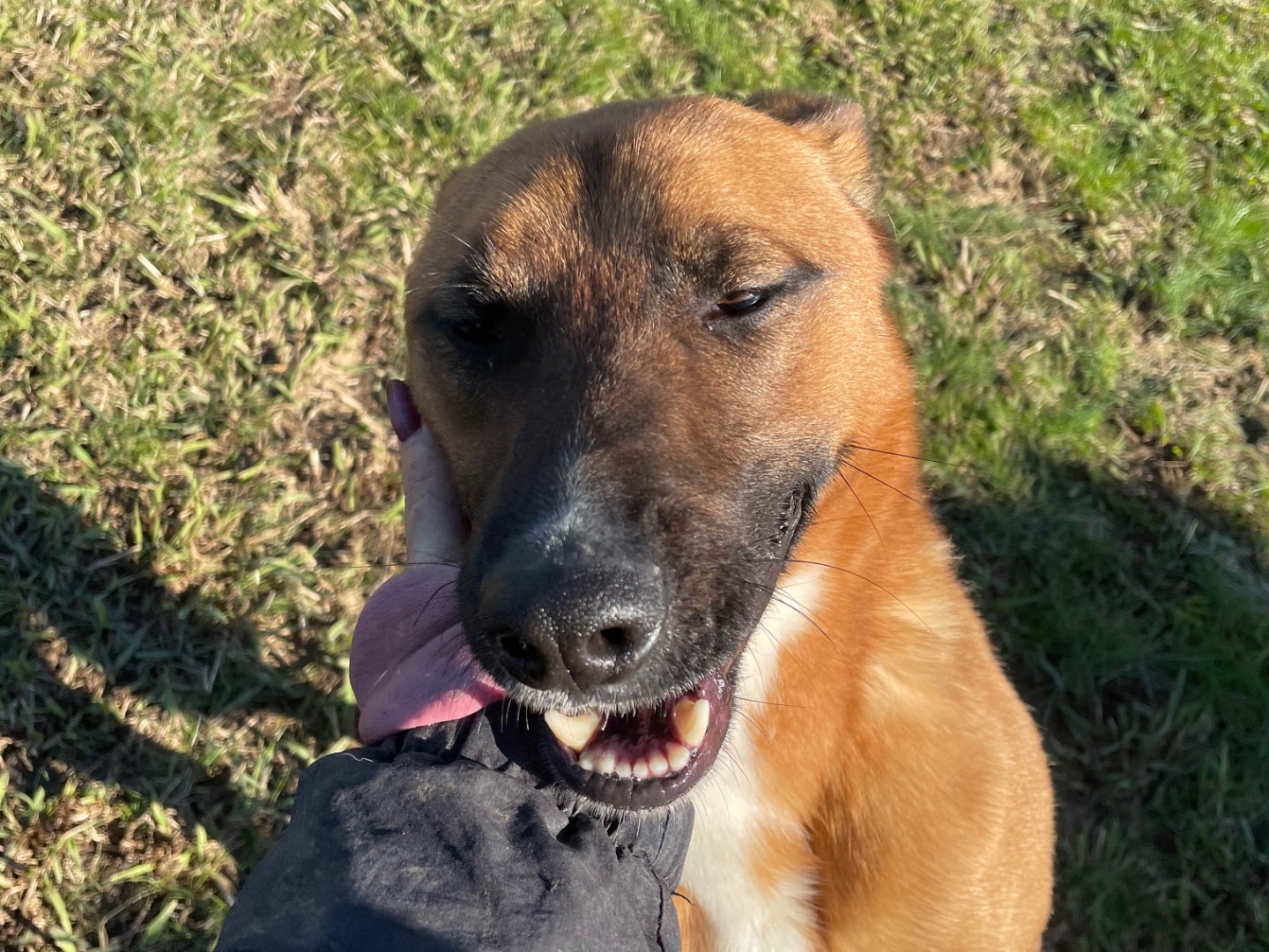 Adotta un cane, maschio, 2 anni  e 5 mesi , Latina