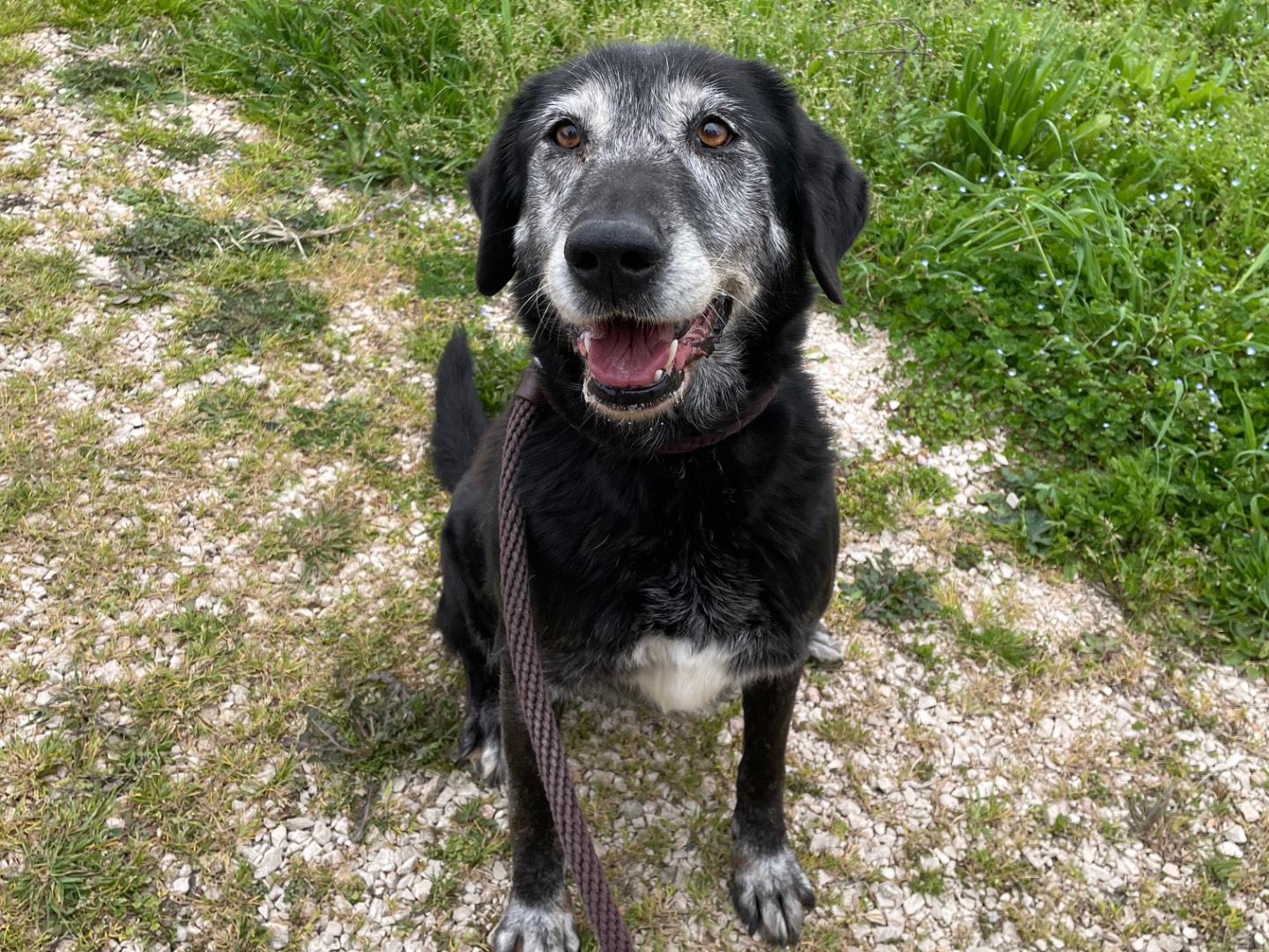 Adotta un cane, femmina, 11 anni  e 8 mesi , Latina