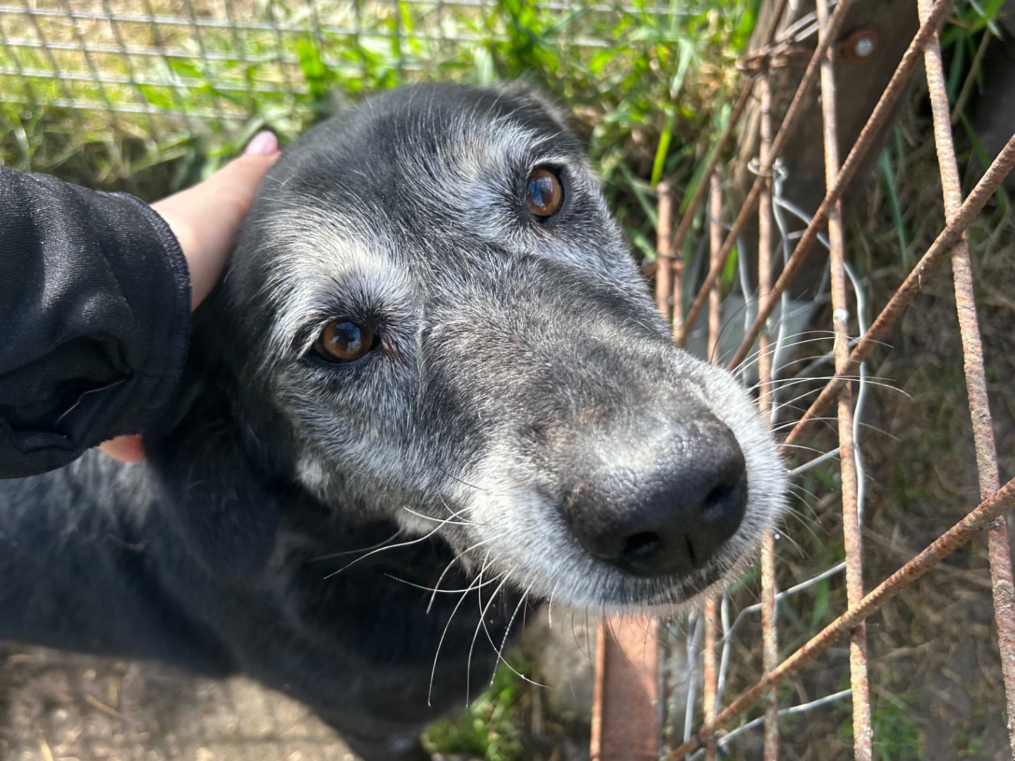 Adotta un cane, taglia media, femmina, Latina