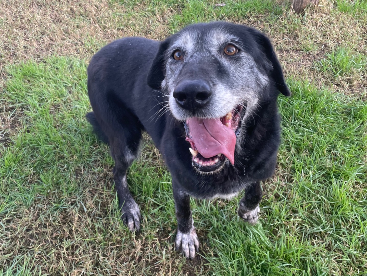 Adotta il cane Margherita a Latina