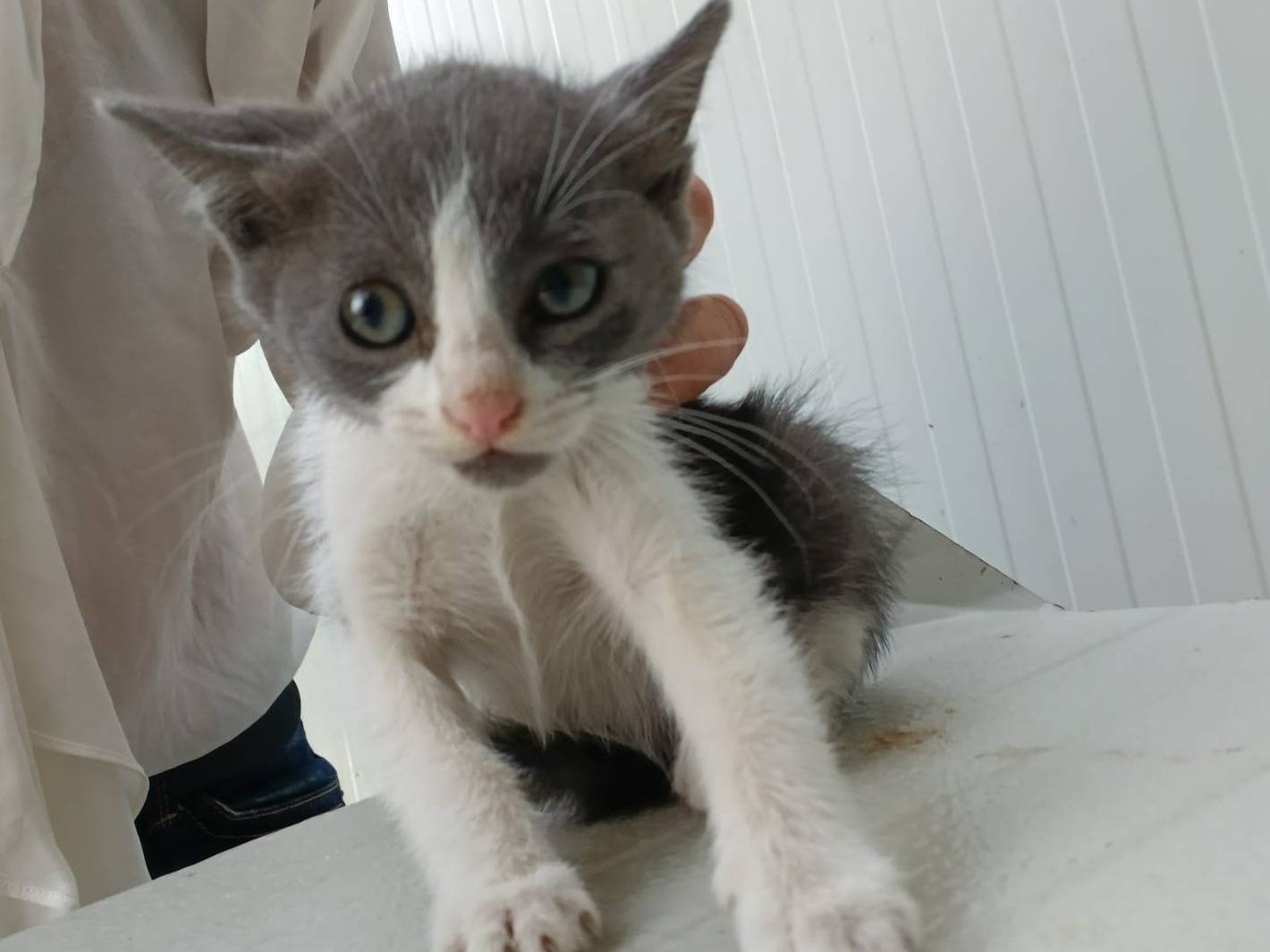 Adotta un gatto, femmina, 2 mesi, Napoli