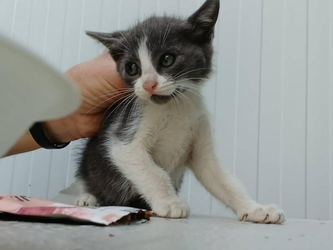 Adotta un gatto, taglia non valida, femmina, Napoli