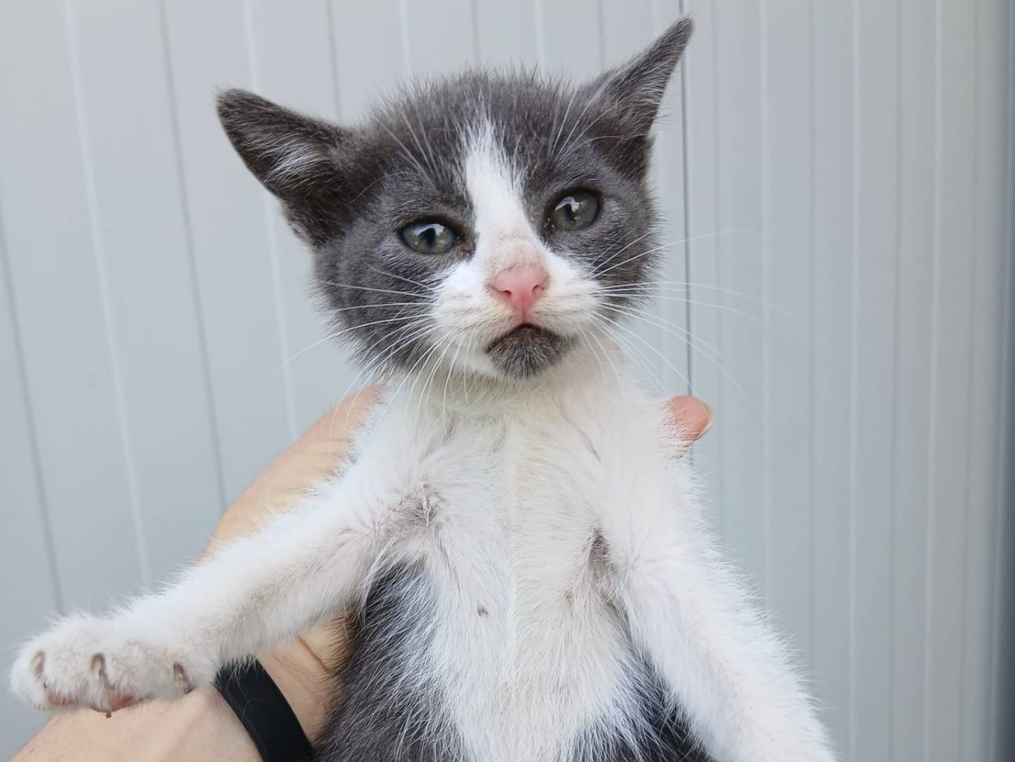 Vuoi adottare un gatto a Napoli?