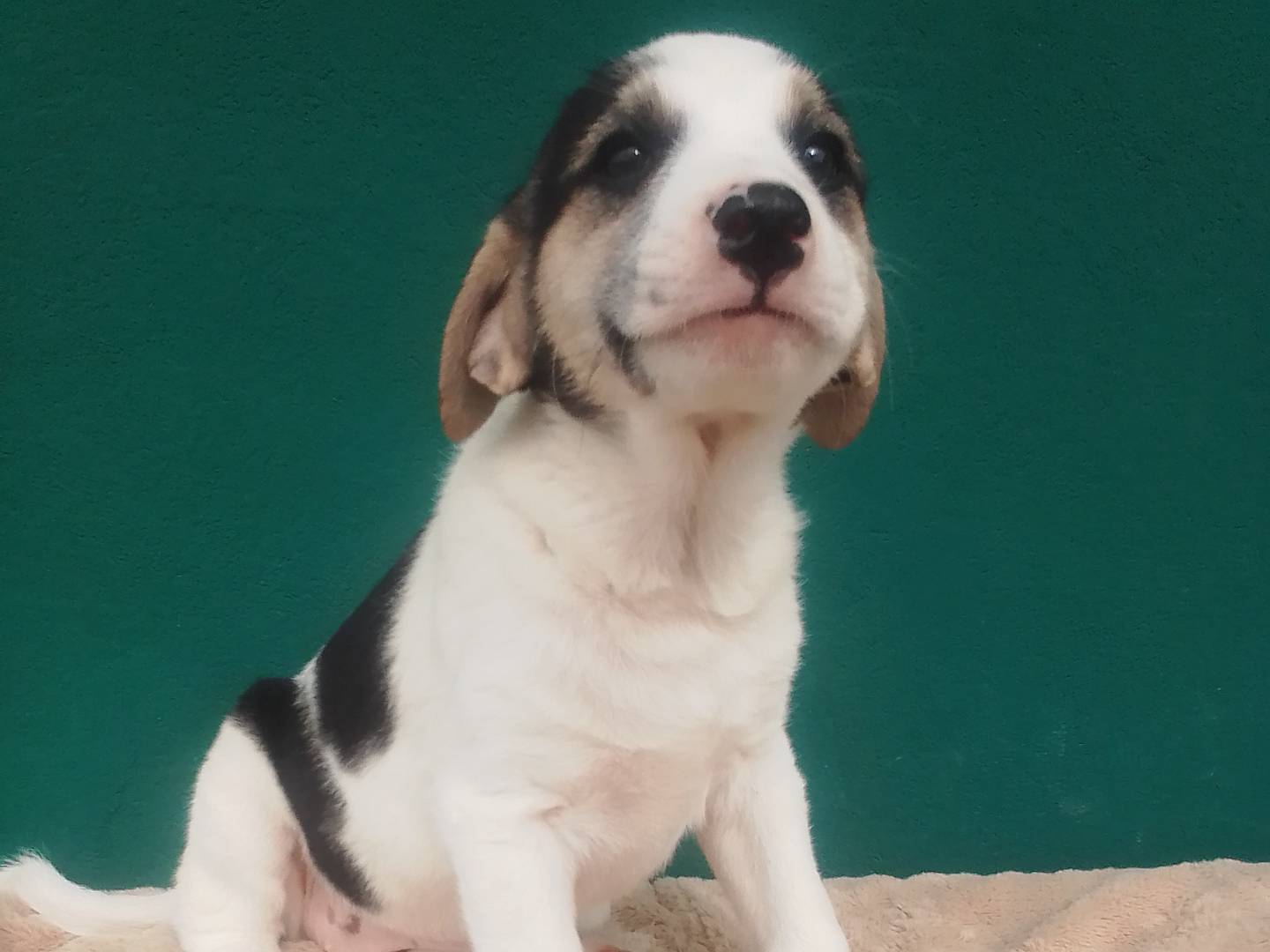 Foto dell'animale
