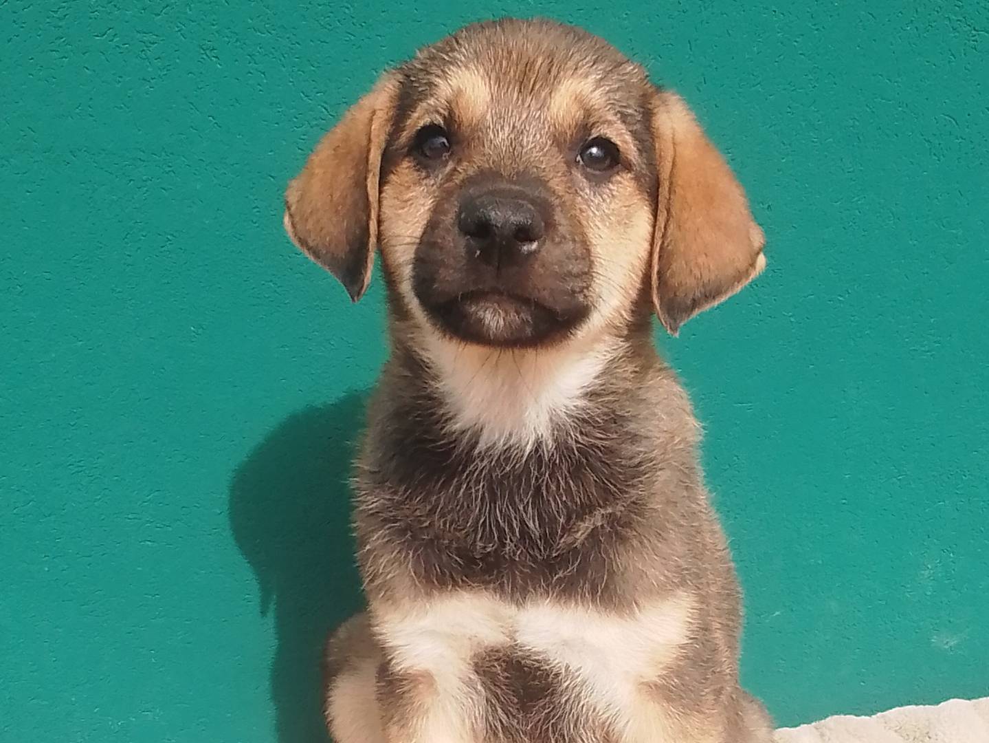 Foto dell'animale