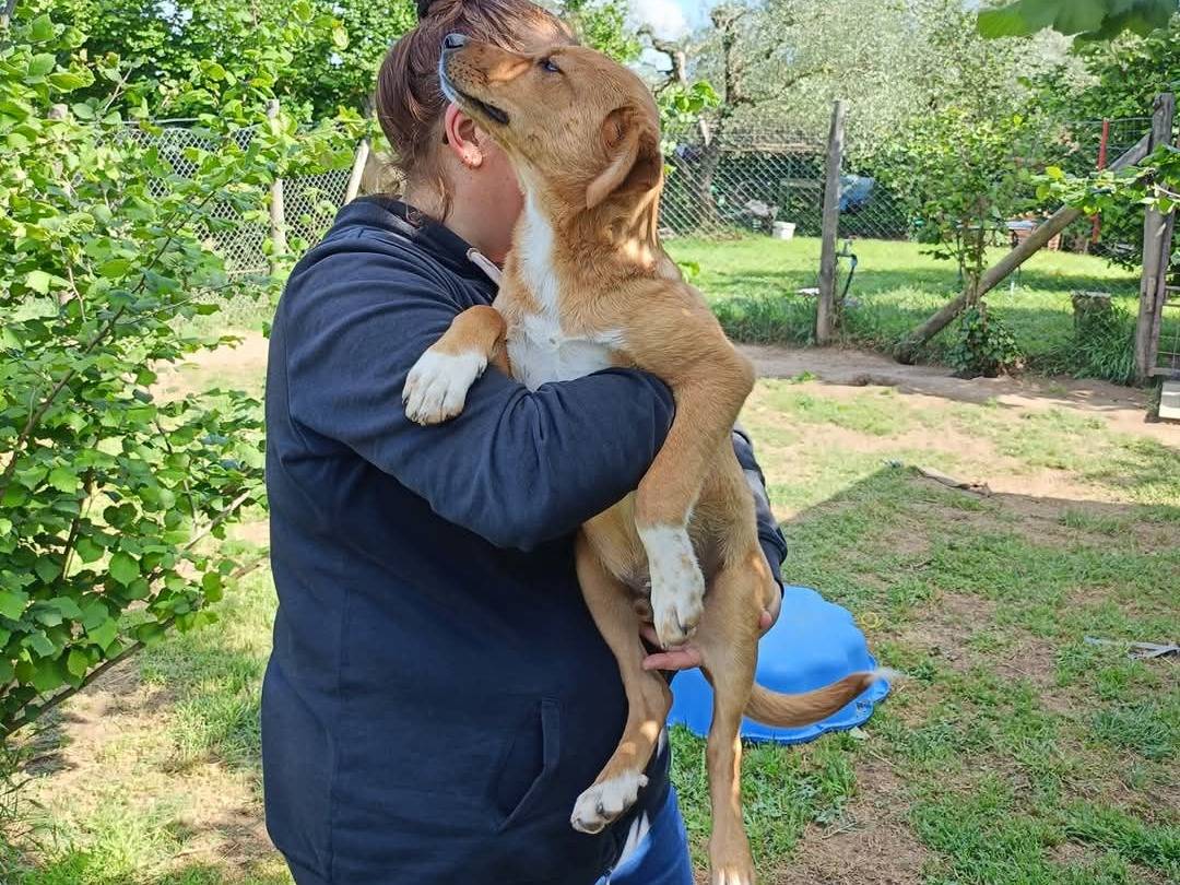 Adotta un cane, maschio, 4 mesi, Viterbo
