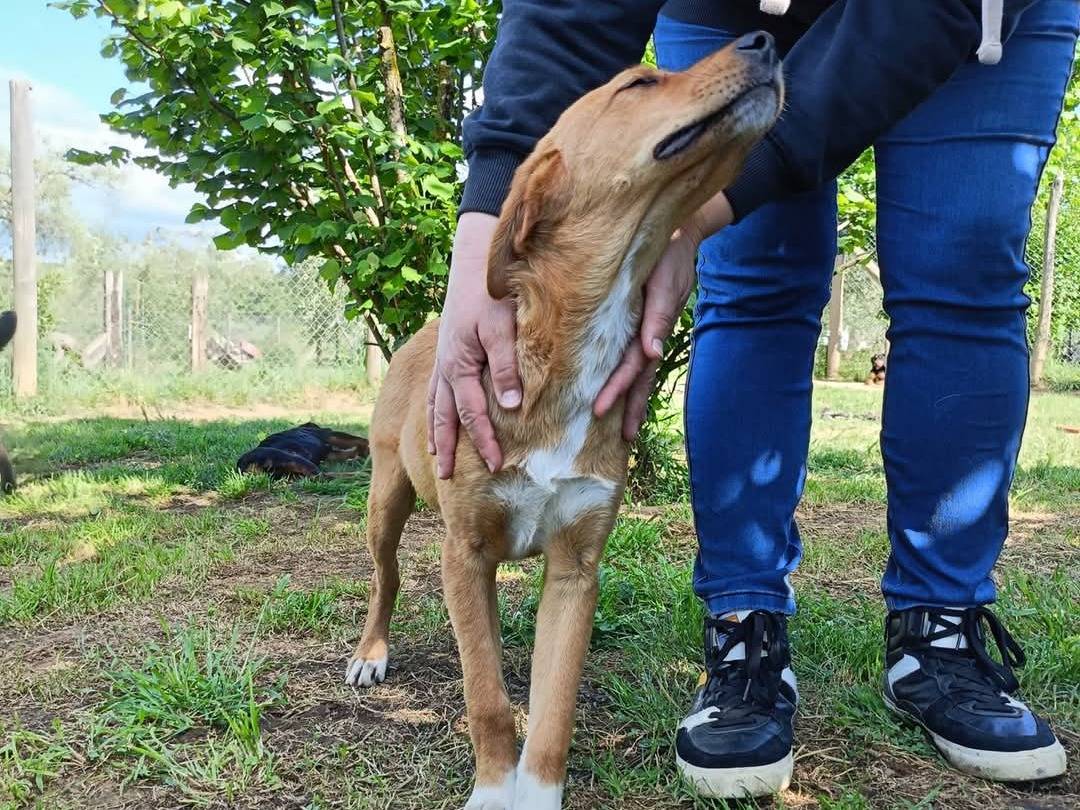 Adotta un cane, taglia media contenuta, maschio, Viterbo